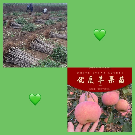 临沭县 红富士苹果苗