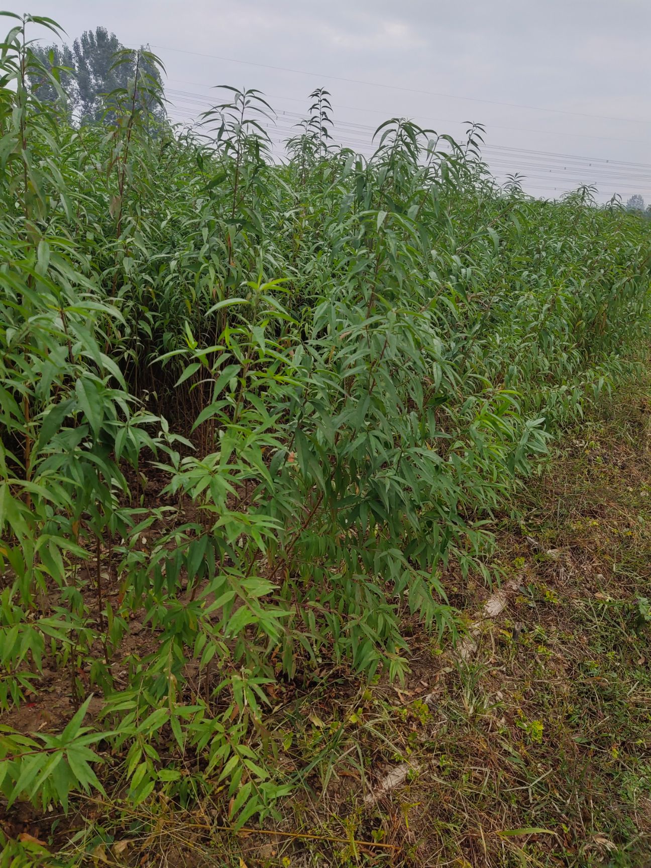 山毛桃树苗 毛桃苗