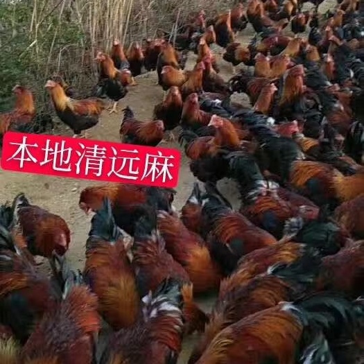 南宁清远麻鸡苗 广东清远麻