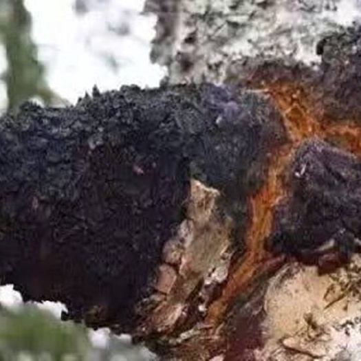 哈尔滨俄罗斯桦树茸  桦树茸白桦茸桦褐孔菌正品白桦茸桦褐孔菌各种规