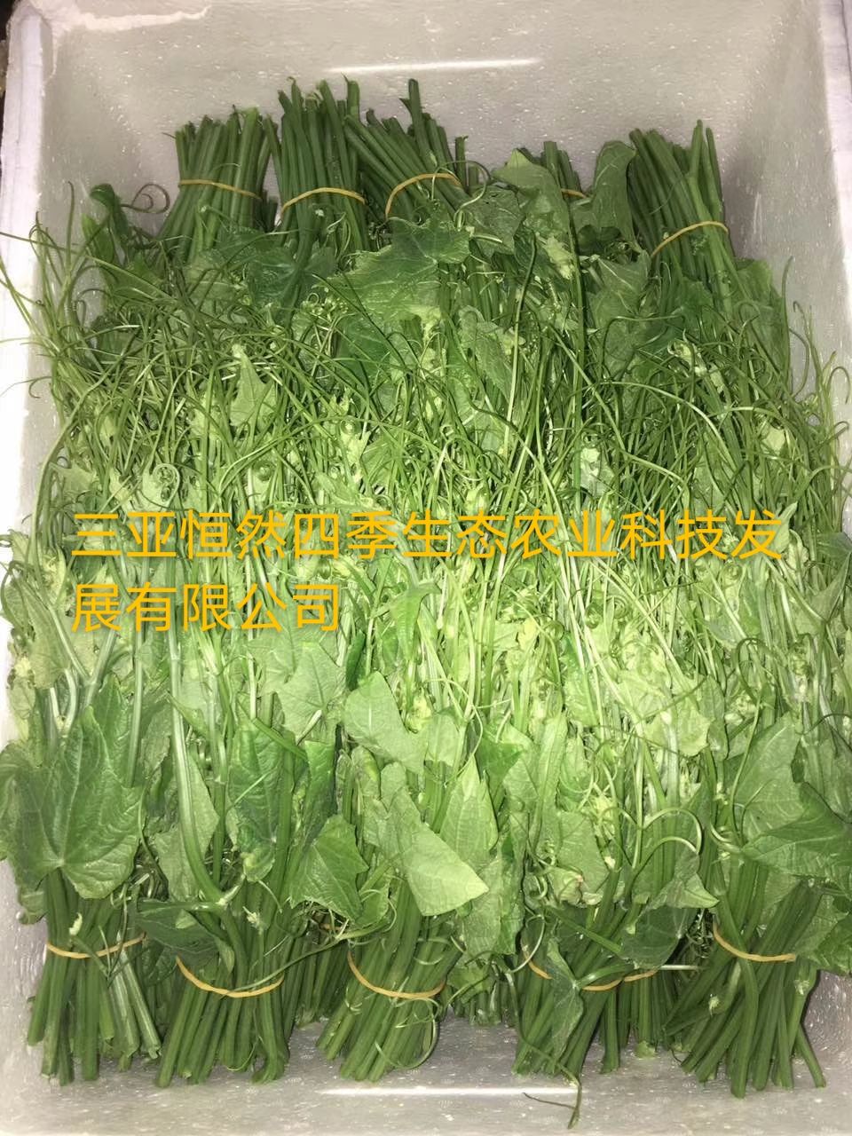 龙须菜 瓜尖 丝瓜尖 佛手瓜藤尖