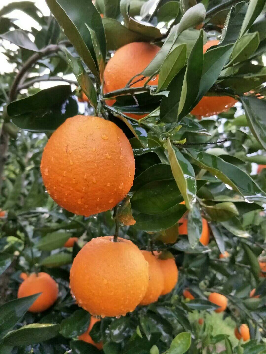  中华红橙，汁多爽口，维C丰富，鲜果现摘现发，不打腊，不催熟