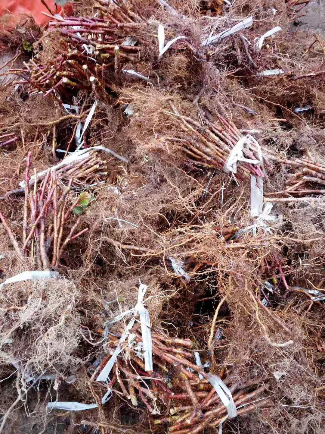 树莓苗双季树莓苗红树莓苗新树莓苗新起苗适合大面积种植