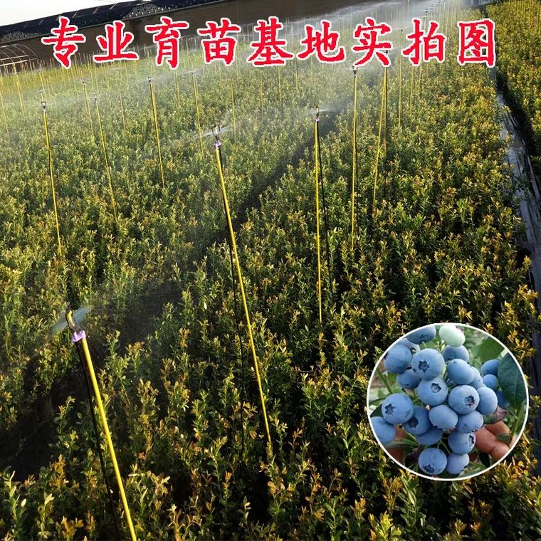 蓝莓苗树苗绿宝石蓝莓薄雾蓝莓苗南北方种植当年结果
