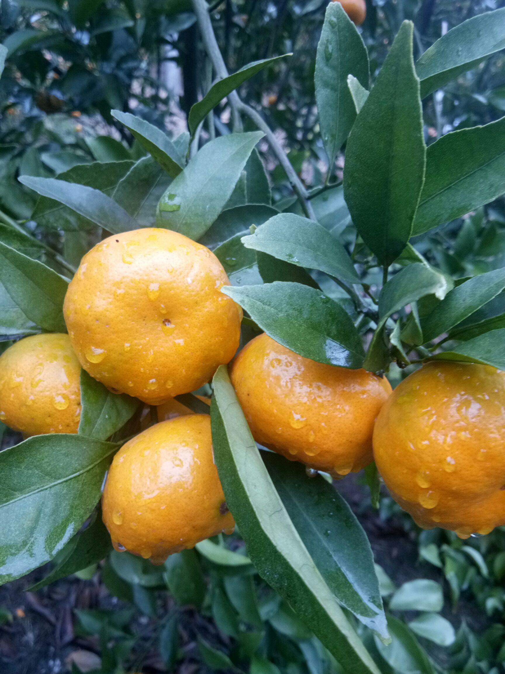  大量马水桔喔，果大皮靓自家果园种植欢迎老板来咨价，四万斤