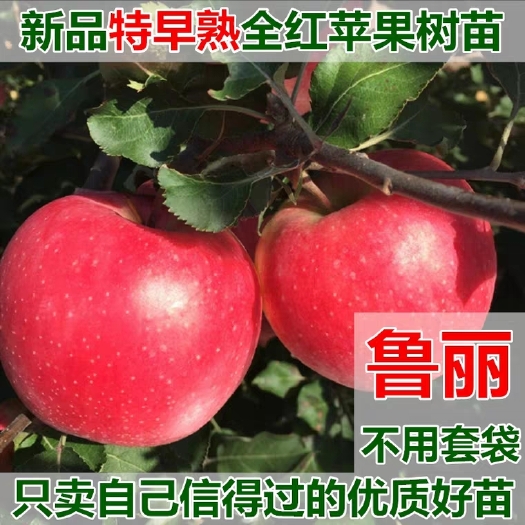平邑县鲁丽苹果苗 优质品种嫁接苹果苗鲁丽 烟富苗圃直发包品种包成活全国包邮！！