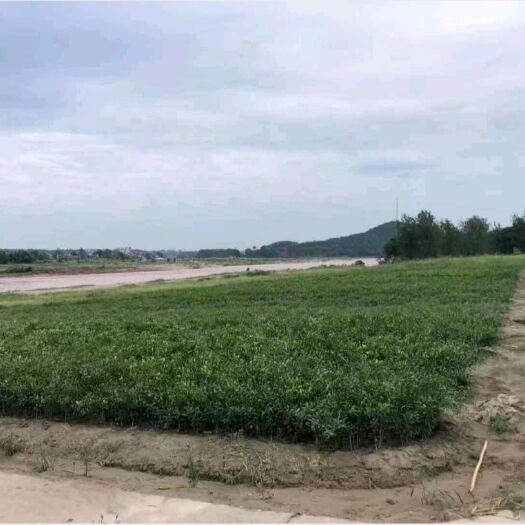 资阳香橙苗 香橙实生苗