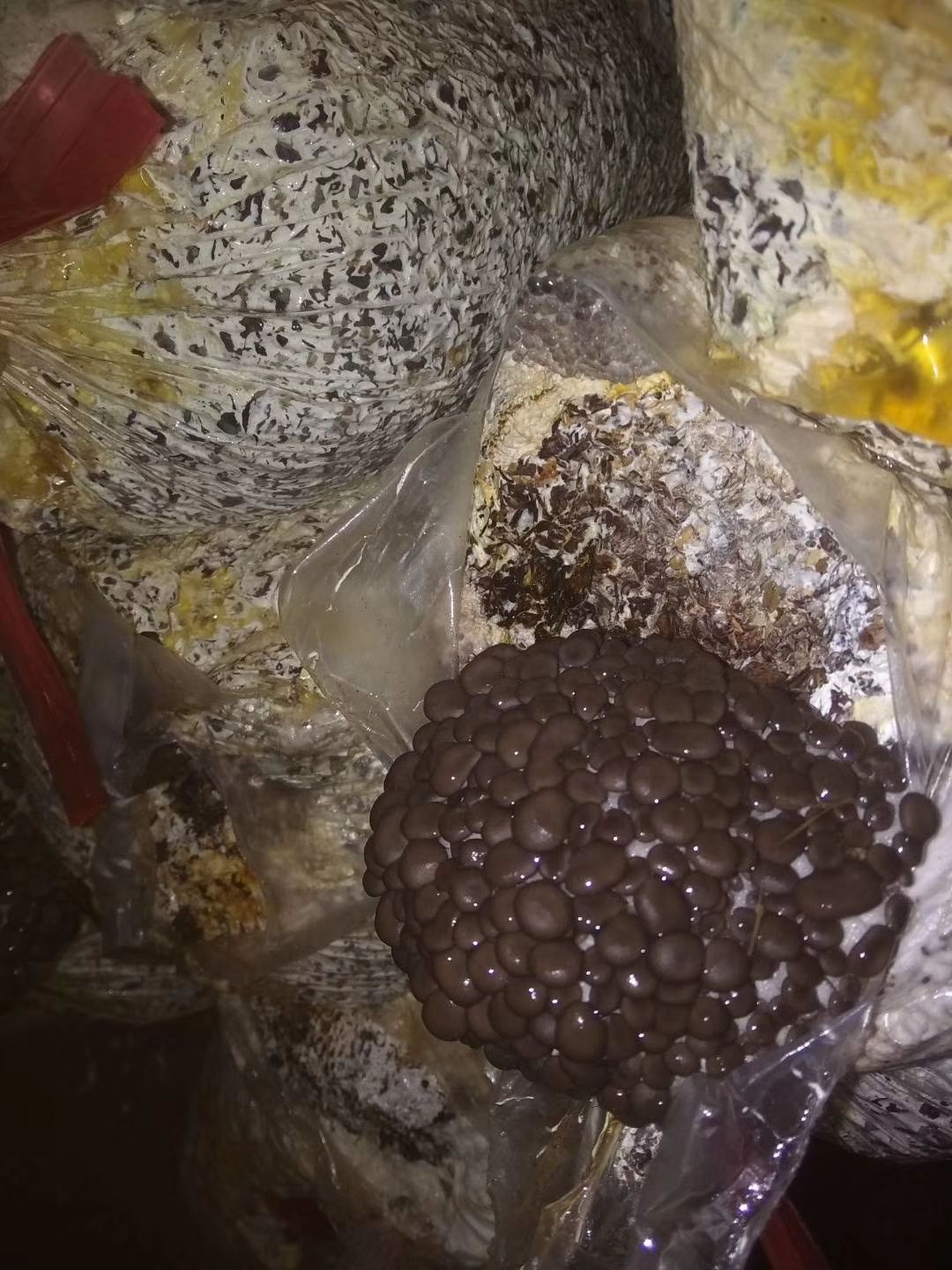  自家种植蘑菇批发