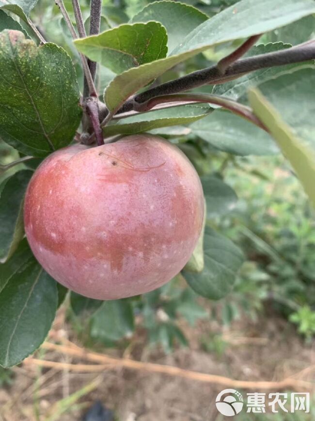 红肉苹果树苗 新品种苹果苗