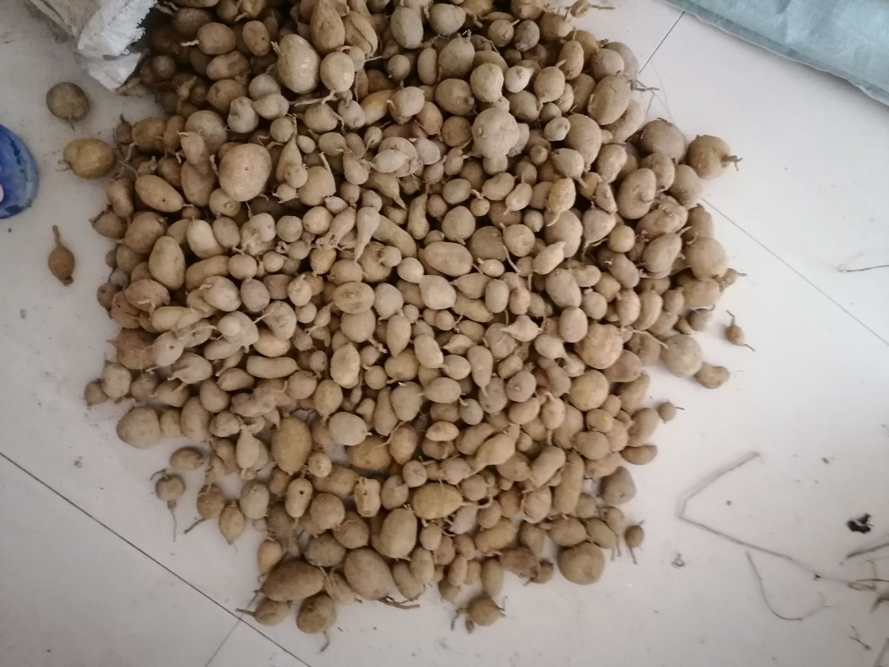 贵州金果榄，是老百姓从山上挖下来收购的金果榄，现挖卖！