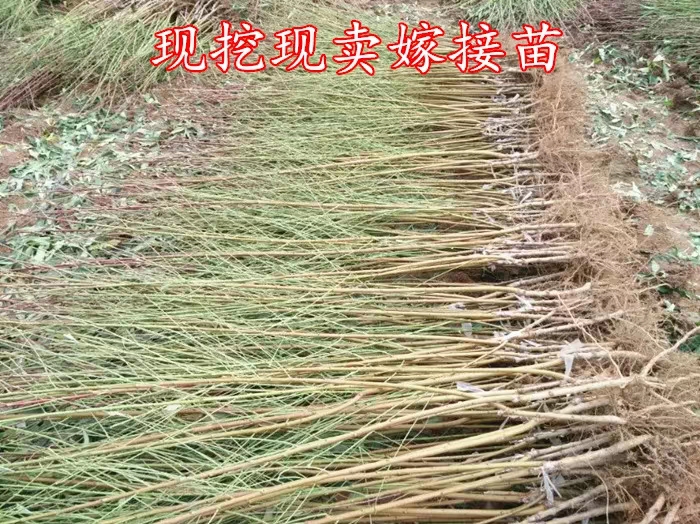 世纪之星油桃苗质量保证品质优良保湿发货基地直供假一赔十