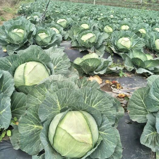 镇宁县圆包菜 精品莲花白便宜了