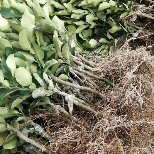 灵山县 三红蜜柚苗子青秀，根系发达成活率高，0.8---2.1粗头