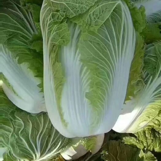 兰陵县 兰陵县春季菊錦白菜大量上市，基地直采，质量保证
