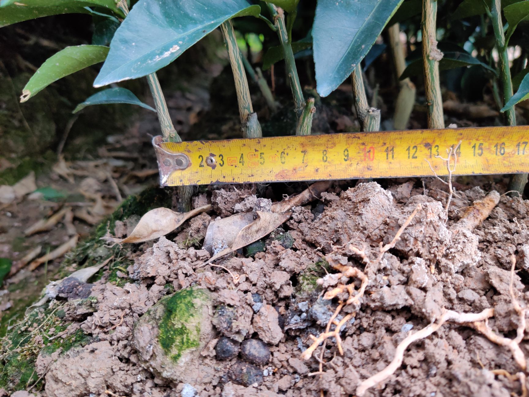 【热卖】重庆纽荷尔脐橙苗水果苗种苗橙子苗橙树苗脐橙苗