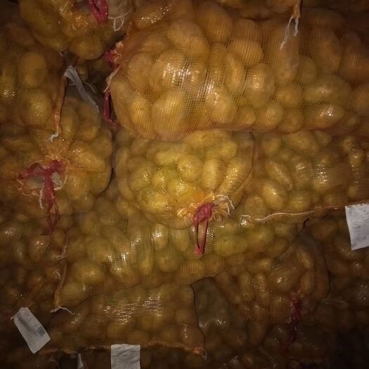 滕州市 荷兰十五土豆种子