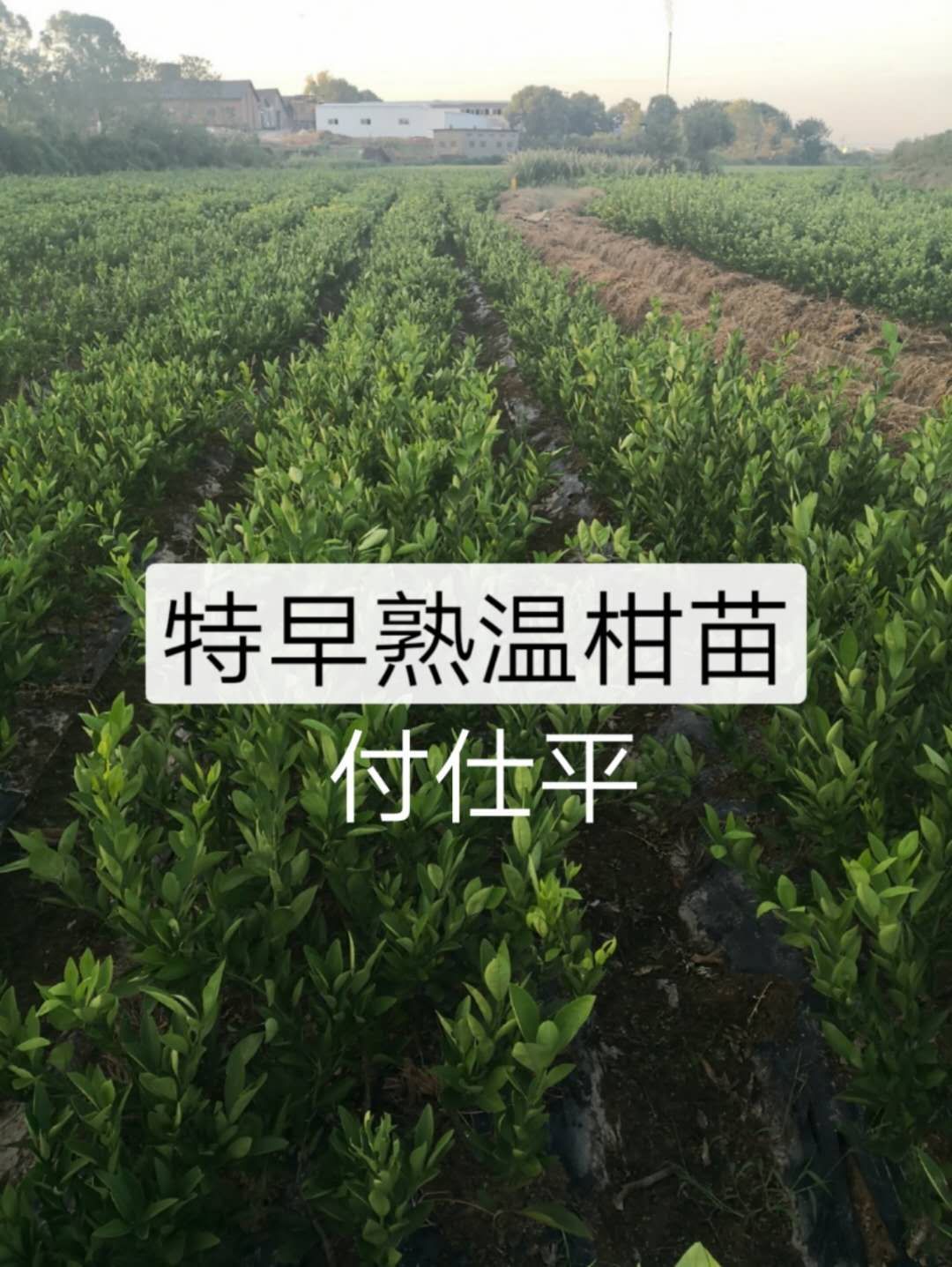 温州蜜桔苗 长期出售特早熟温橘苗，量大从优