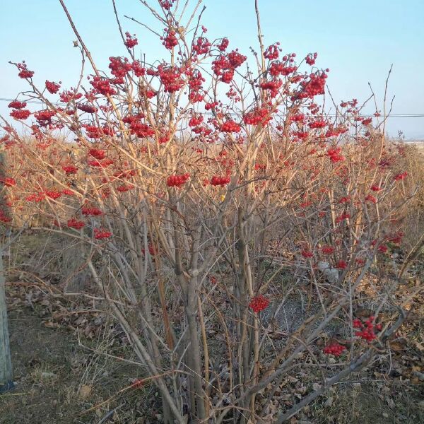 产地批发 天目琼花 佛头花 北方地区冬季观果树种 规格齐全