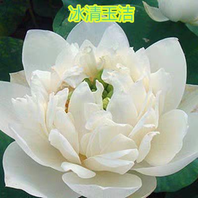  观赏型荷花种苗 精品荷花种苗 当年开花