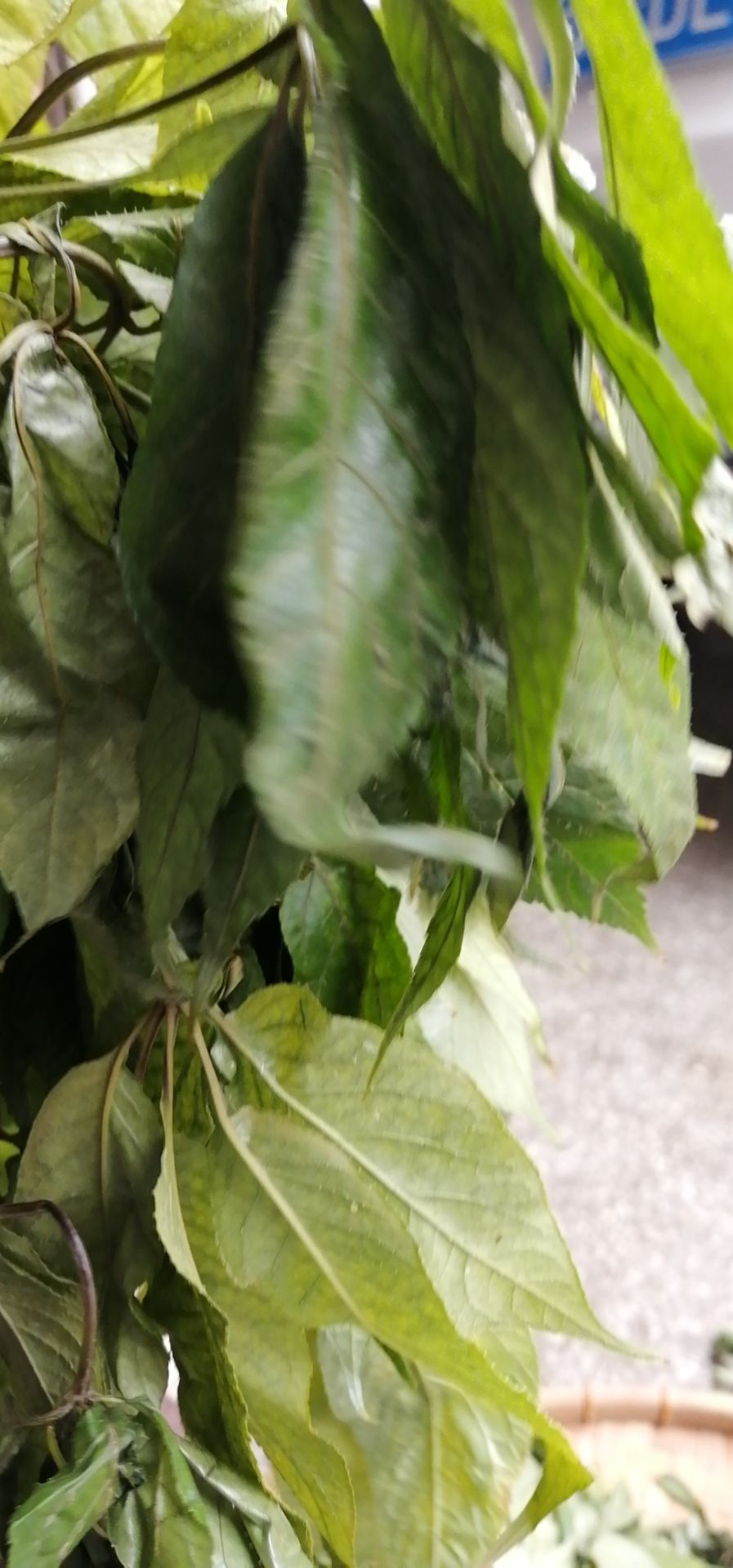  黑三七叶子