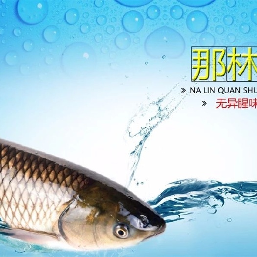 玉林那林草鱼 好食材不需要调料