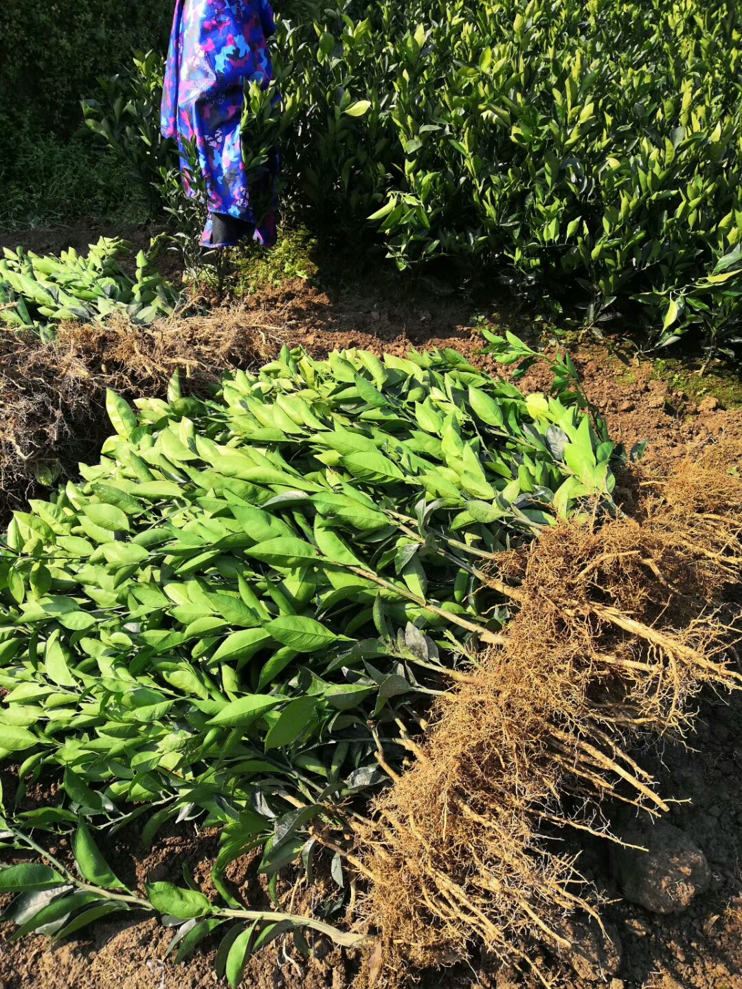 纽荷尔脐橙苗 嫁接苗 0.5~1米