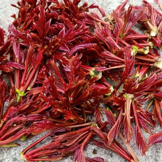大竹县香椿芽 大量新鲜香椿供应