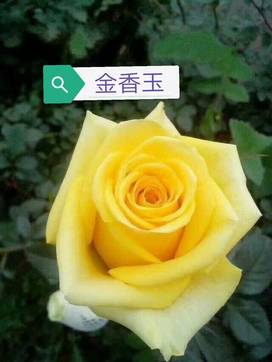 昆明基地直供黄玫瑰苗月季花苗 大花裸根扦插小苗 当年开花