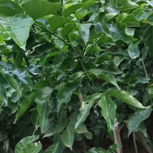灵山县黑黄皮果苗 黑黄皮苗