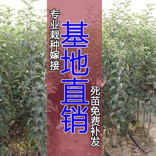 栖霞市苹果树苗 苹果苗木桃树苗木苗木基地包邮