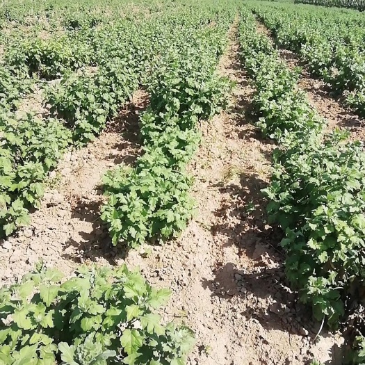 太康县 大量菊花苗出售量大价优