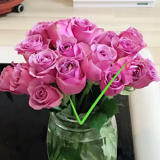 昆明基地直供紫玫瑰苗月季花苗 庭院花卉种苗 鲜切花种苗四季开花