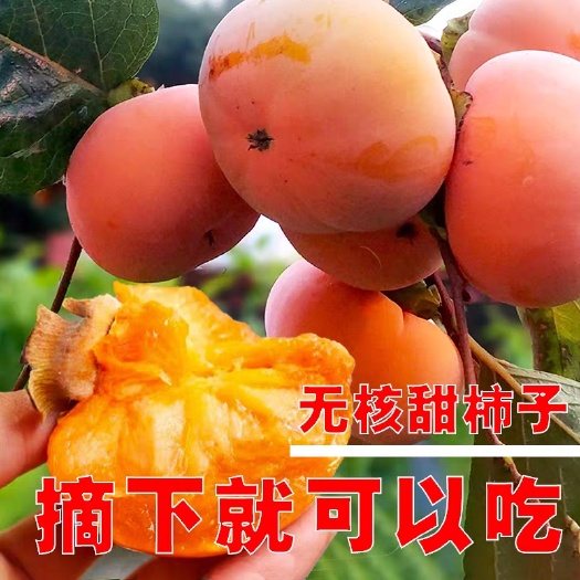 平邑县火晶柿子苗 一次合作，终生是朋友。我们用心去经营，去赢得客户