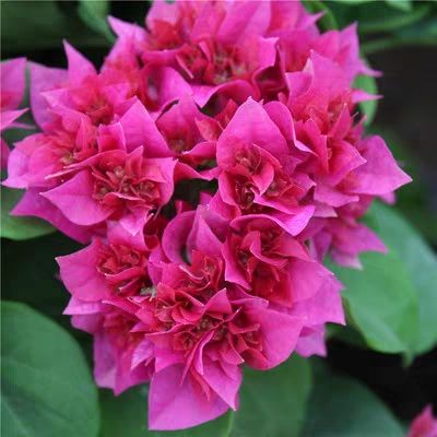 大红三角梅  三角梅 带花带盆发货 盆栽地栽均可 可树形 可爬藤