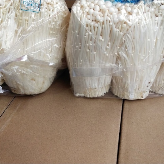 商丘白金针菇 鲜金针菇 未开伞
