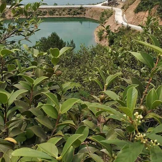 淳安县 农家初榨山茶油
