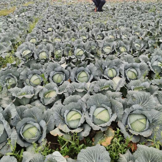 贵阳扁包菜、圆包菜、莲花白、品种齐全、随到随装、只做精品！