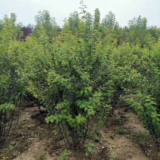 开原市现苗 榆叶梅树苗 重瓣榆叶梅 丛生榆叶梅 欢迎实地看苗订购