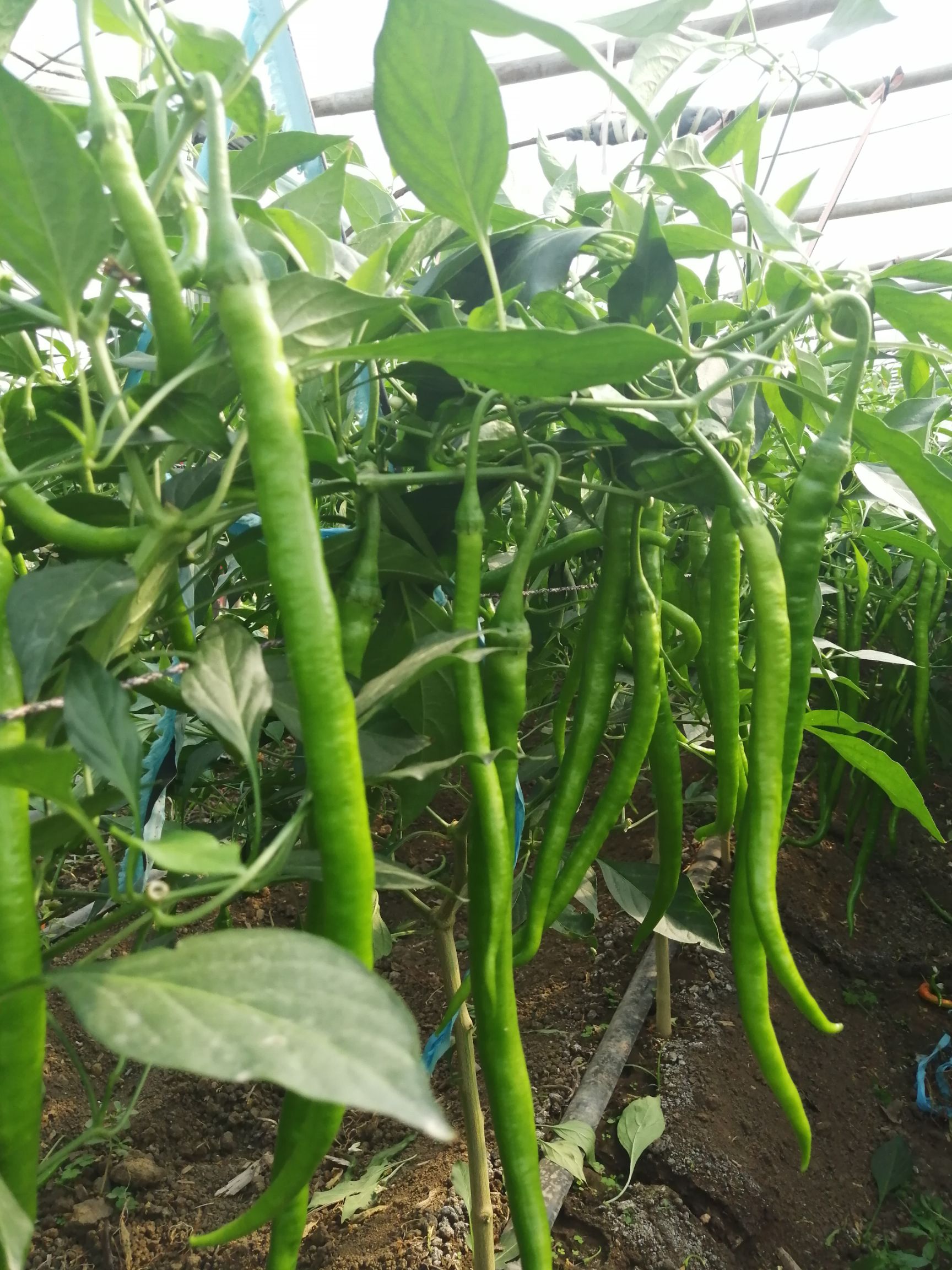 线椒种子  请相信科技的力量，好品种值得推荐