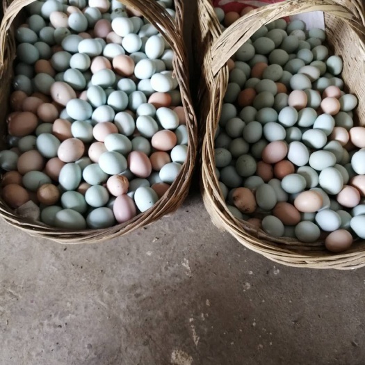 长沙绿壳蛋  虫草鸡蛋粉绿混420个天然养殖  含有大量维生素 矿物质