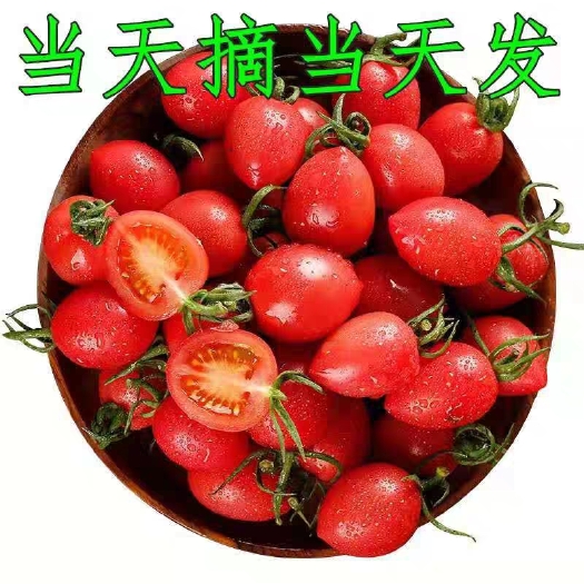 泾阳县粉贝贝圣女果 【云阳粉贝贝】货量大 品质好 基地直销 可供货超市 电商