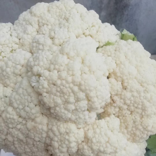 通许县散花菜花  菜花   花菜