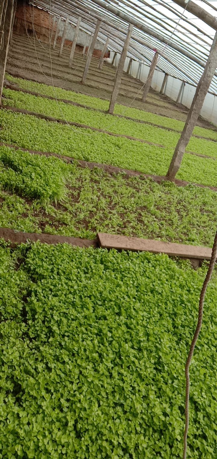 马家沟芹菜 60cm以上 0.5斤以下 大棚种植