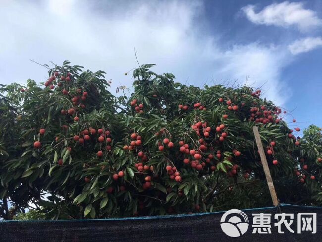 桂味荔枝 从化桂味