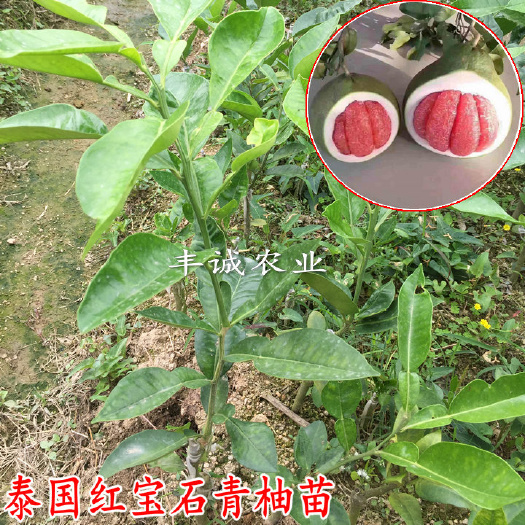 容县泰国青柚苗  泰国红宝石青柚苗，越南青柚苗，质量保证，品种正