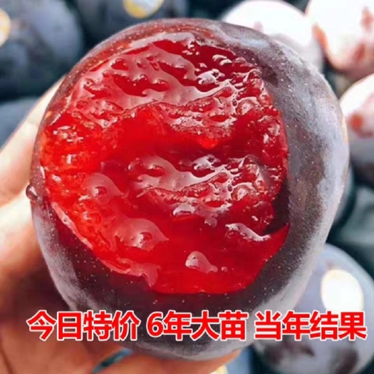  脆红李子树苗嫁接庭院盆栽南北方种植现挖先发包邮到家正宗李子树