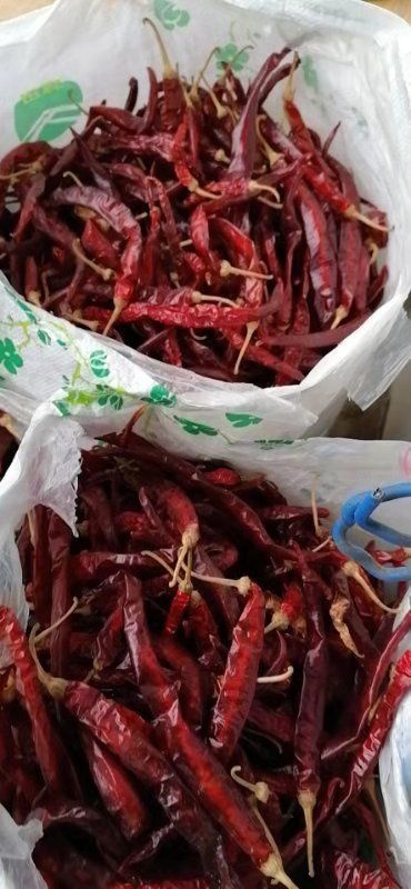 三亚油椒干辣椒 鲜货
