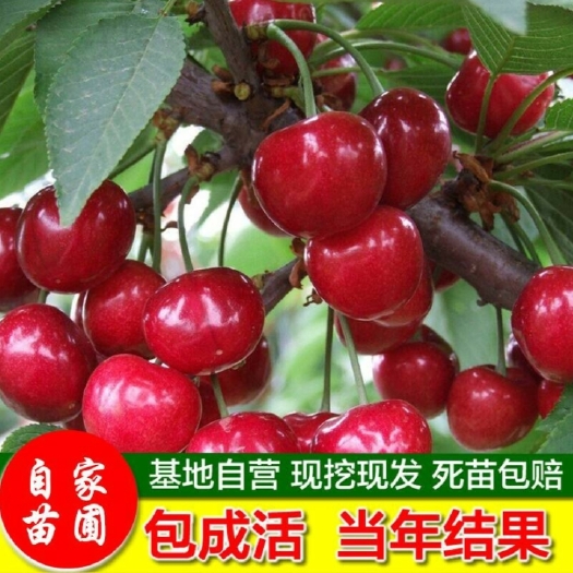 平邑县 嫁接车厘子大樱桃南北方种植当年结果盆栽地栽樱桃苗嫁接大樱桃