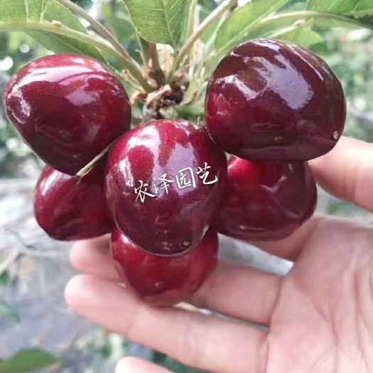 平度市美早苗  美早樱桃苗车厘子苗大樱桃树苗山东樱桃苗批发货真价实