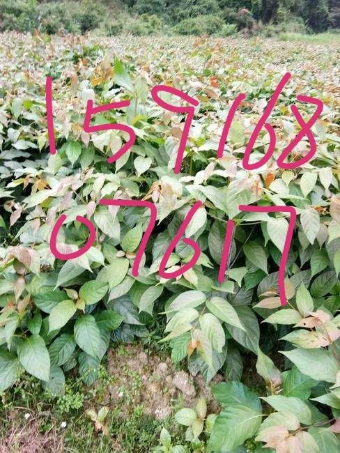 靖州县 大量供应金钩藤苗，杨梅树苗，桂花苗，有需要的可以联系我
